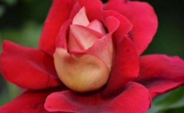 人間四月，揭秘家居空間“春之色”